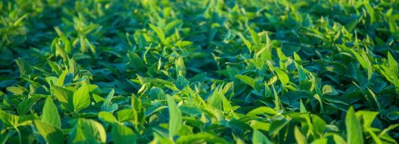 Tecnicatura Superior en Producción y Administración Rural