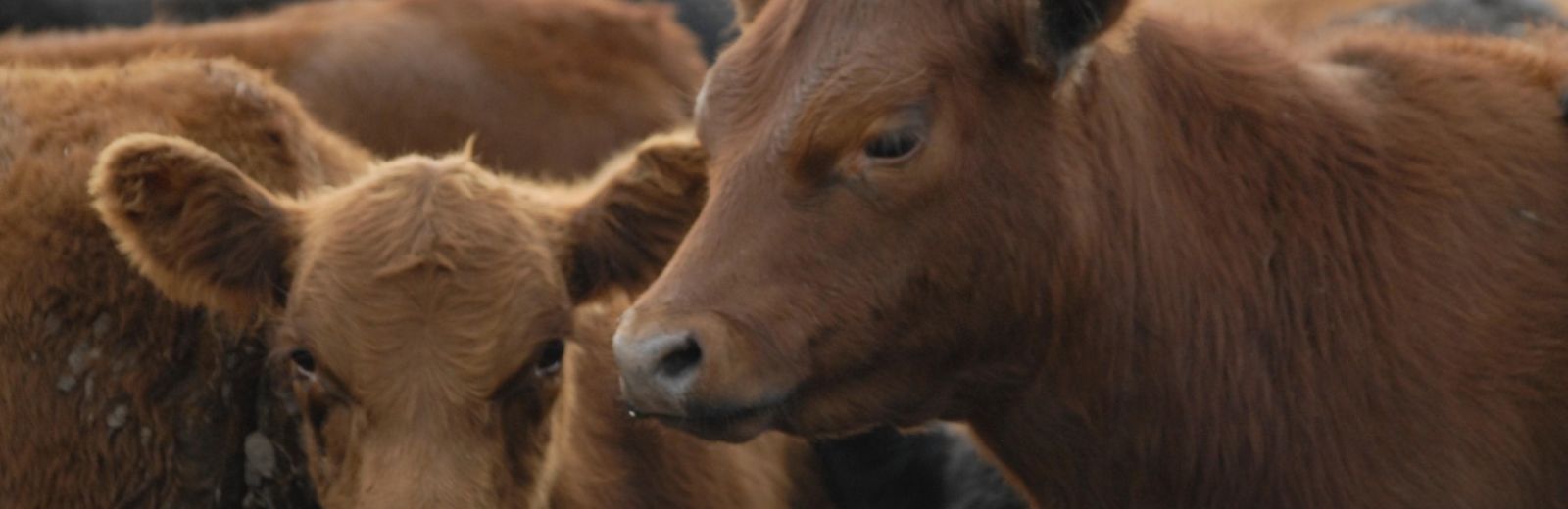 Nutrición y Alimentación Bovina