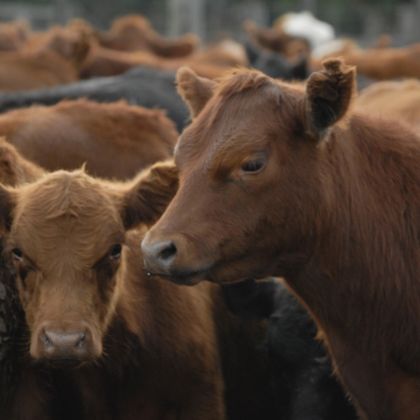 Nutrición y Alimentación Bovina