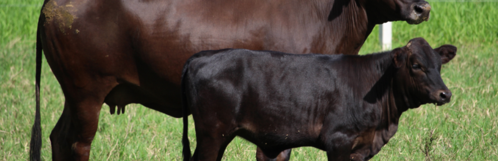 Manejo Eficiente de los Rodeos de Cría