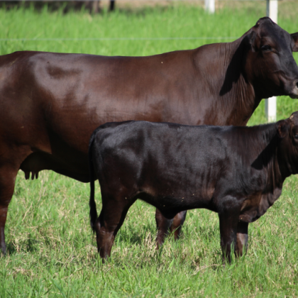 Manejo Eficiente de los Rodeos de Cría