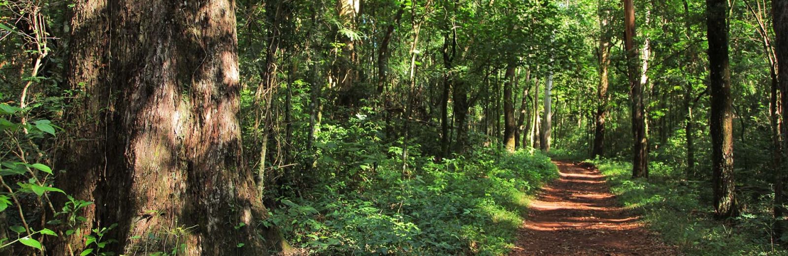 Forestales