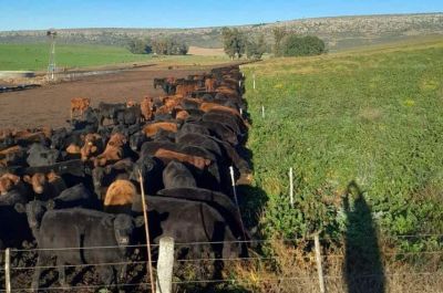 Otro viento a favor ganadero: cambia el mapa mundial de la carne y Argentina está bien posicionada