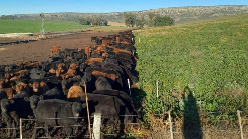 Otro viento a favor ganadero: cambia el mapa mundial de la carne y Argentina está bien posicionada