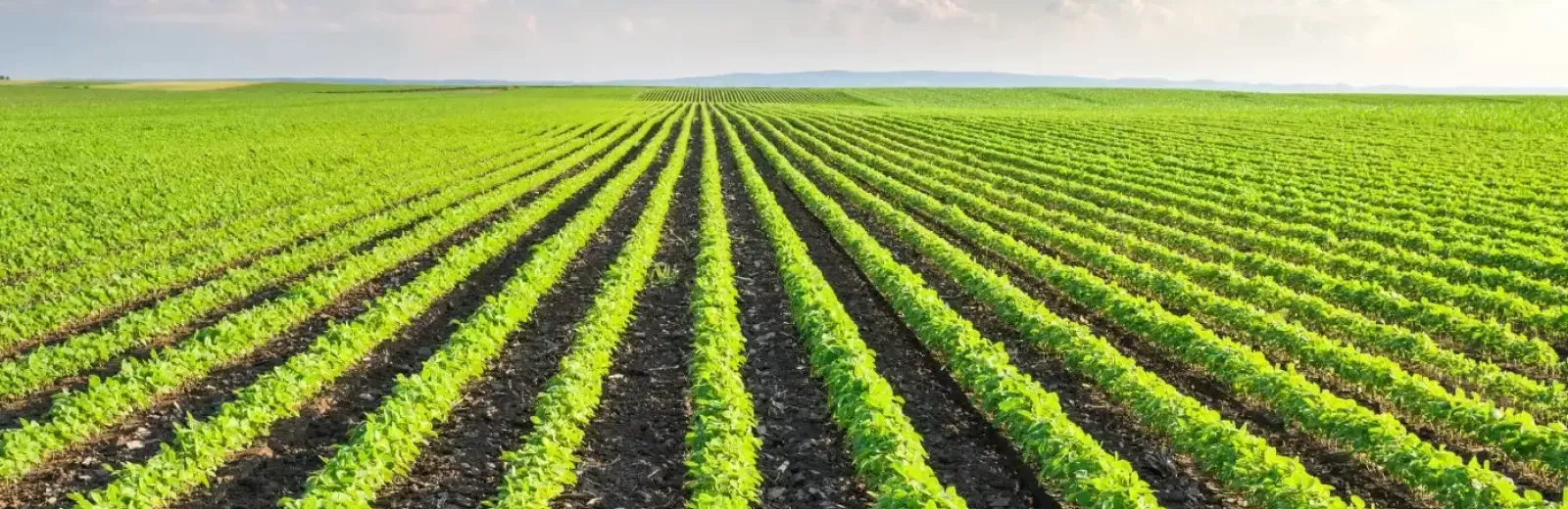 Tecnicatura Superior en Producción y Administración Rural